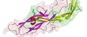 Fertility Treatment: Oral and Injectable Human Chorionic Gonadotropin (HCG)